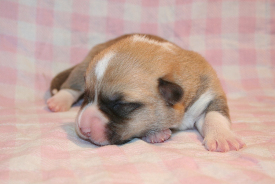 Puppies